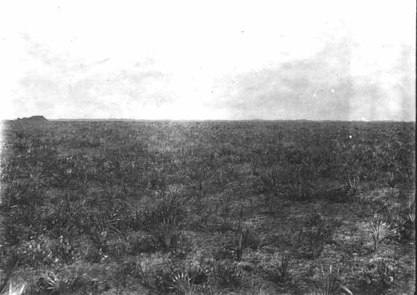 Edge of the Big Cypress Swamp