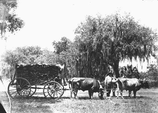 C. C. Cochran and his ox team
