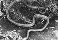 Chicken snake on mud floor of hammock