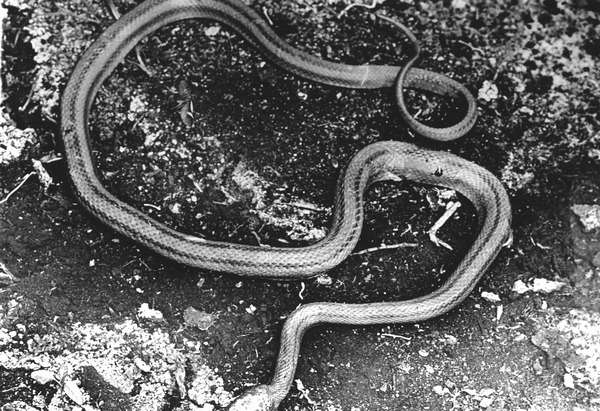Chicken snake on mud floor of hammock