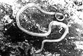 Chicken snake on mud floor of hammock