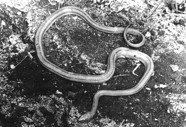 Chicken snake on mud floor of hammock