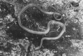 Chicken snake on mud floor of hammock