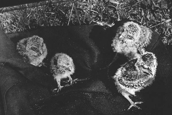 Burrowing owl chicks