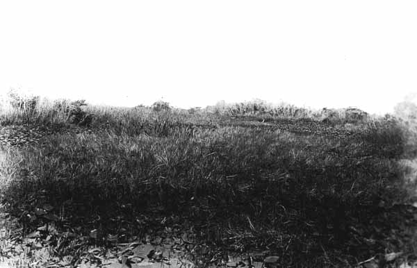 Swamp