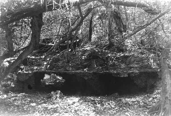 Eroded limestone