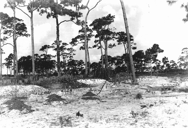 Building mounds in cactus plantation