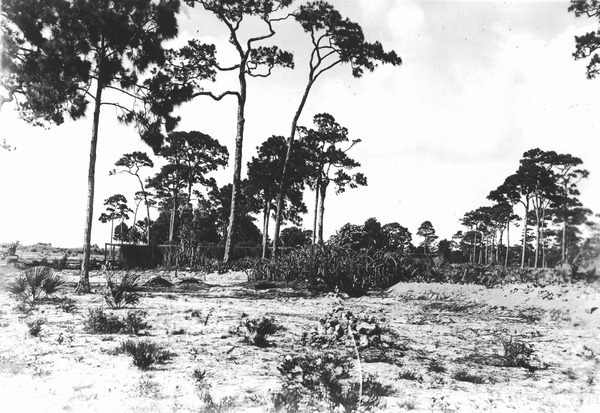 Building mounds in cactus plantation