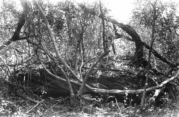 Eroded Limestone