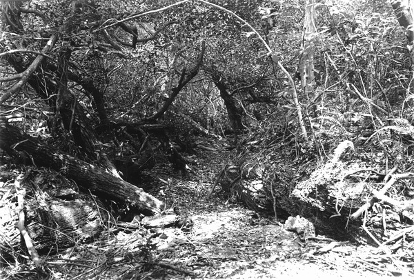 Eroded limestone