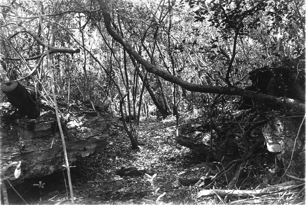 Small canyon between ledges of eroded limestone