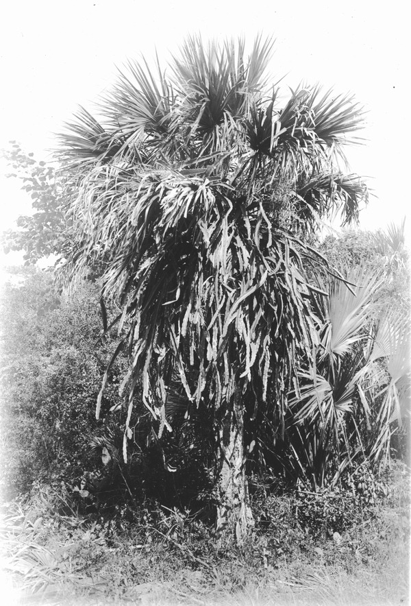 Hylocereus tricostatus