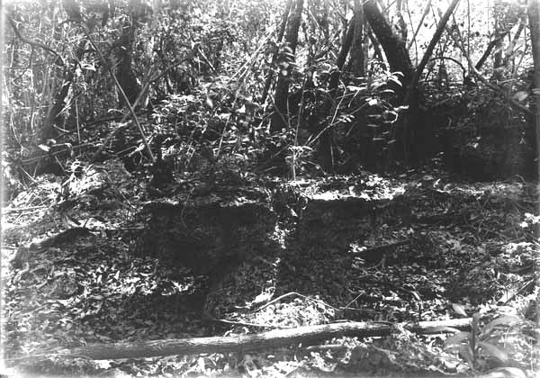 Eroded limestone