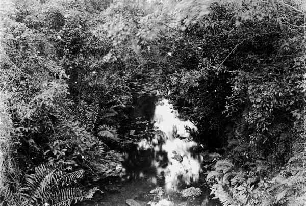 Overgrown stream