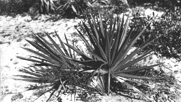Sabal etonia in bloom
