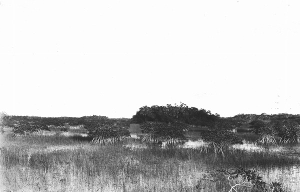 Saw-grass and small mangroves