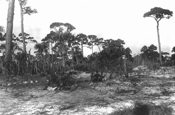 Cactus plantation