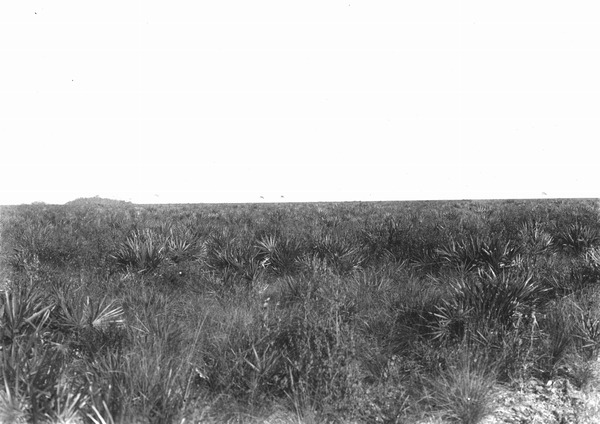 Prairie