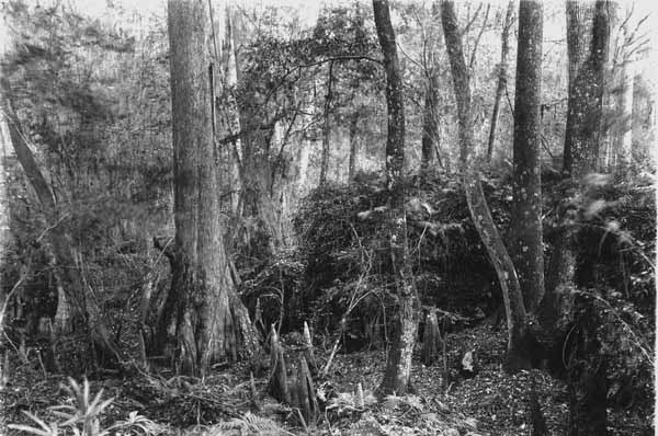 Taxodium swamp on left, limestone bluff on right