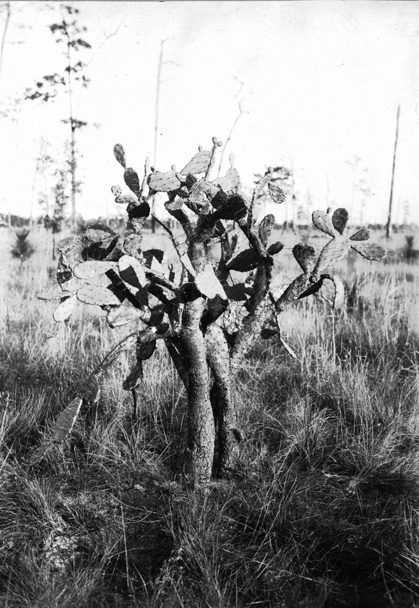 Opuntia ammophila with stout trunk and many branches