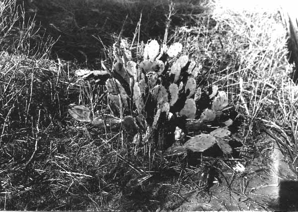 Opuntia tunoidea growing in the open