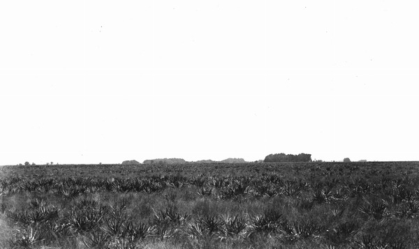 Prairie and small hammocks