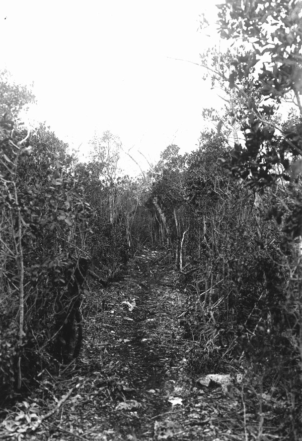 Charcoal burners trail