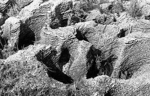 Eroded oolitic limestone