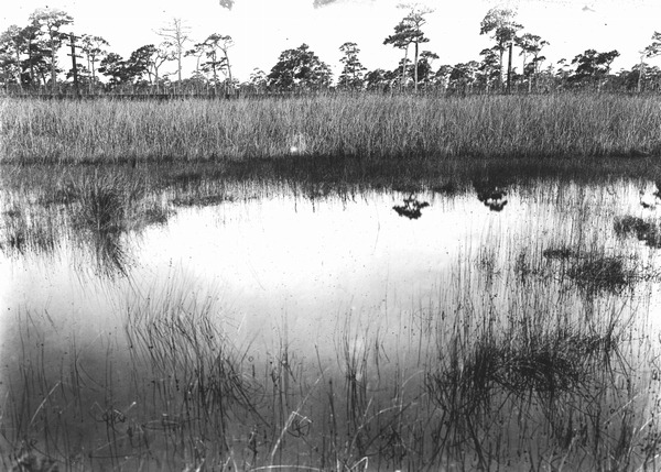 Low prairie in pineland