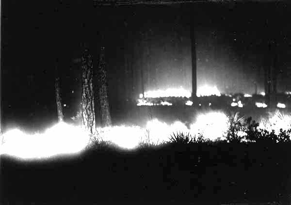 Forest fire
