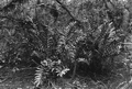 Acrostichum excelsum