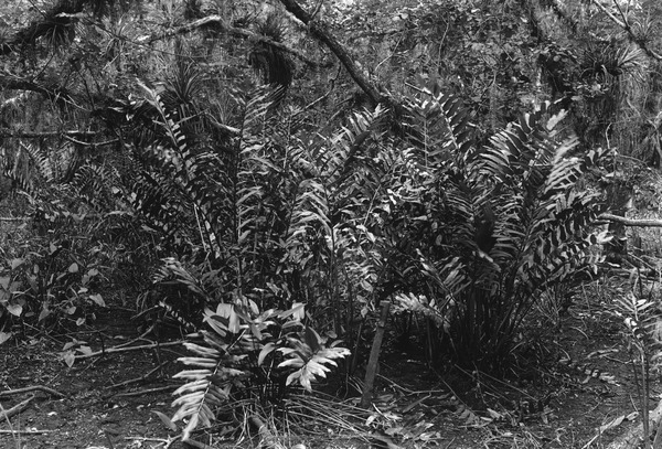 Acrostichum excelsum