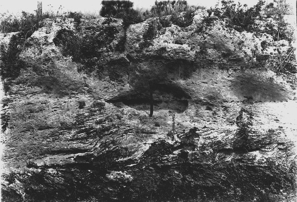 Wall of oolitic limestone facing Biscayne Bay