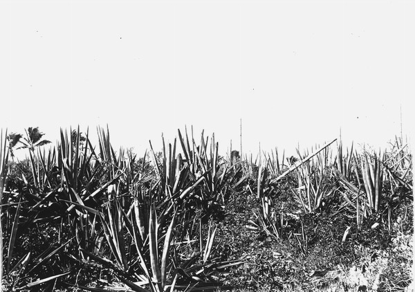 Sisal plants