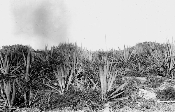 Sisal plants