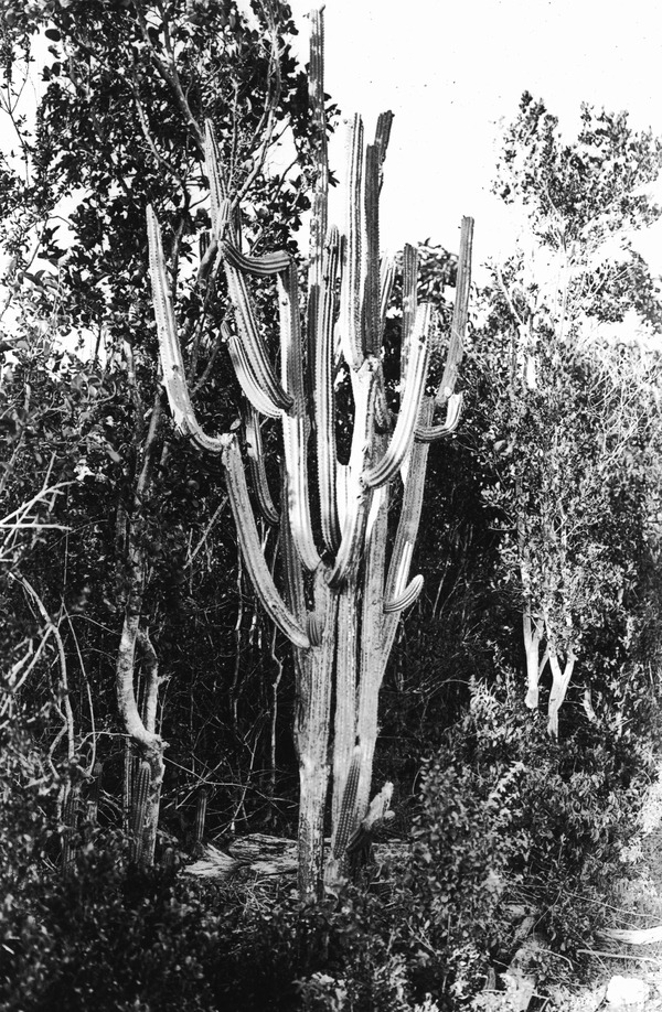 Cephalocereus deeringii in hammock