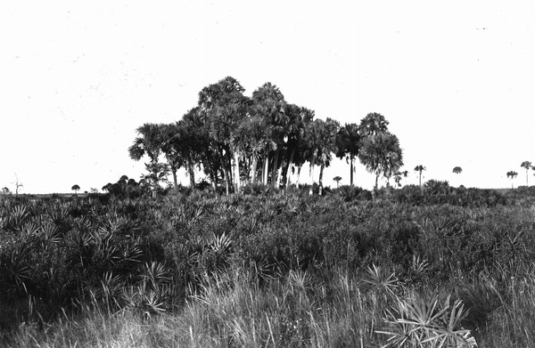 Sabal palmetto hammock on the prairie