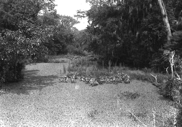 Pistia covering Cypress Creek