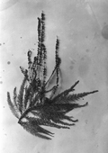 Branch from bald cypress