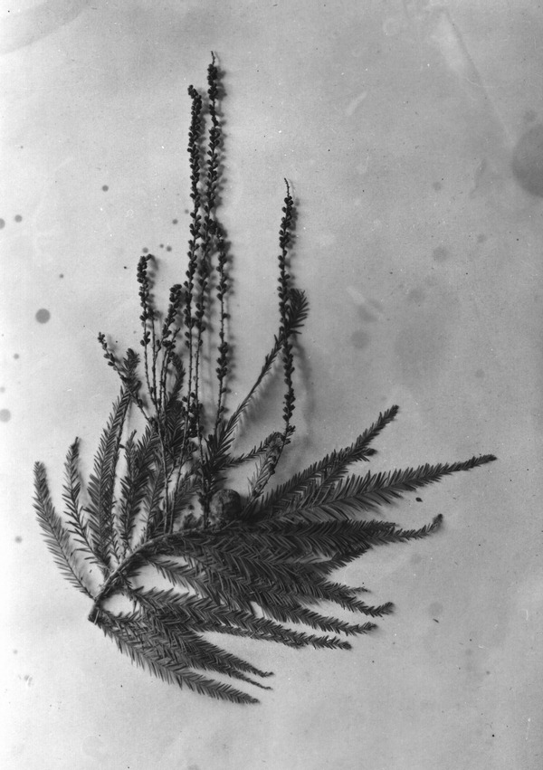Branch from bald cypress