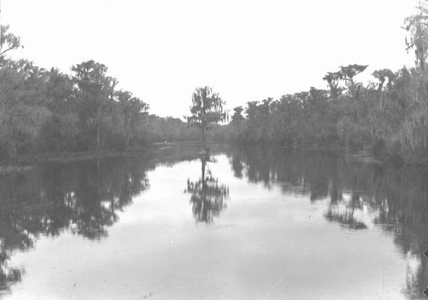 Looking up the Wakulla River from Lower Bridge