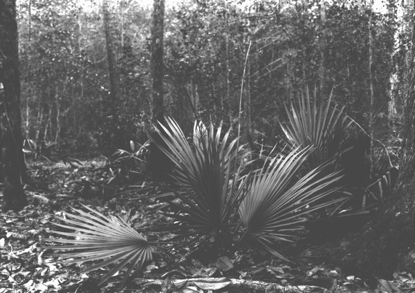 Fruiting plant of the Sabal adansonii