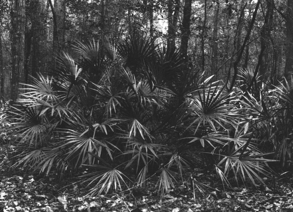 Rhapidophyllum hystrix in rich alluvium in swamp