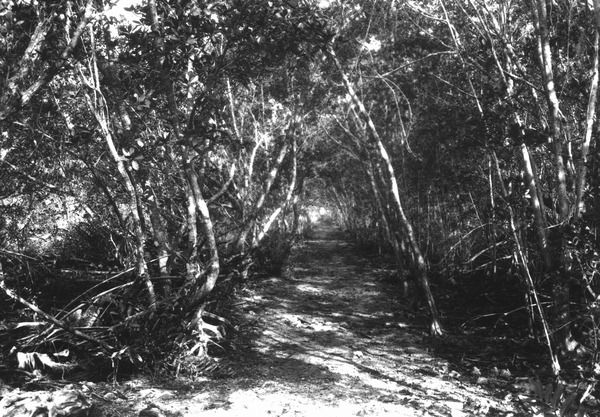Trail through mangroves along bay