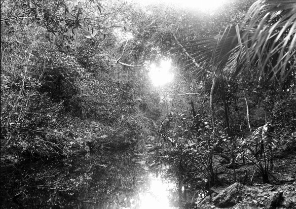 Stream in hammock below wooden bridge on old country road