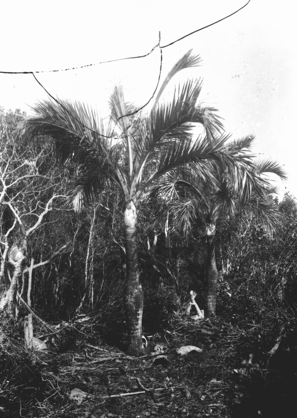 Pseudophoenix vinifera in grove