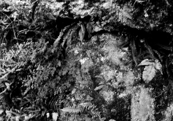 Various kinds of ferns growing on rock faces in fern grottoes