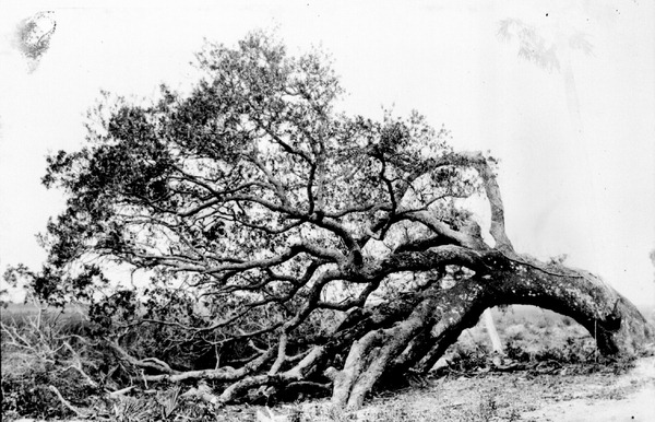 Oak tree on leeward sand dunes