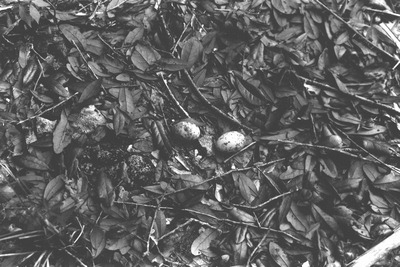 Nighthawk eggs