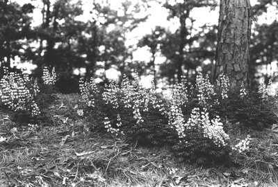 Lupines in flower